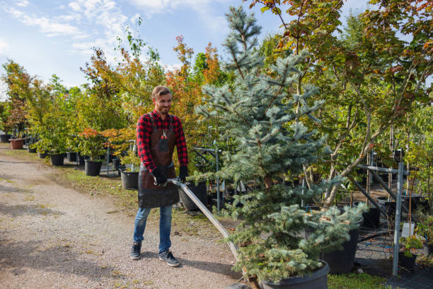 Best Leaf Removal  in Masury, OH